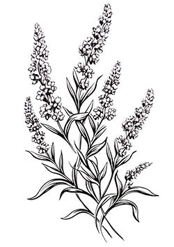 Tattoo template of a blooming lavender bouquet