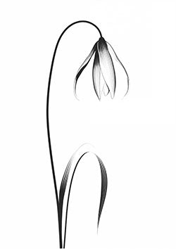 Tattoo template of a gracefully arching flower bloom with delicate petals, evoking calm and elegance.