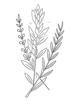 Tattoo template of a botanical design with intertwined sprigs of plants