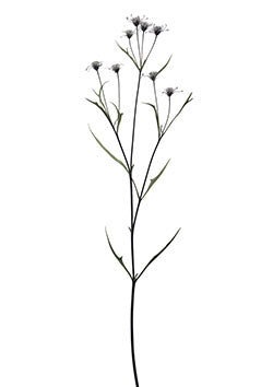 Tattoo template of a wildflower stem with tiny blossoms, embodying beauty and elegance