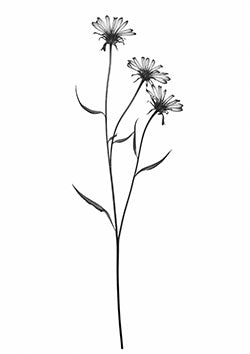 Tattoo template of a trio of delicate wildflowers on a slim stem projecting peace and natural beauty